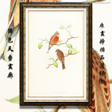 高清花鳥(niǎo)裝飾畫(huà) 畫(huà)廊品質(zhì)