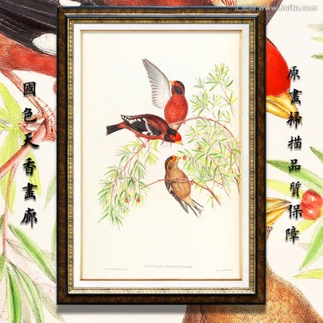 高清花鸟装饰画 画廊品质