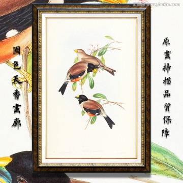 高清花鳥裝飾畫 畫廊品質