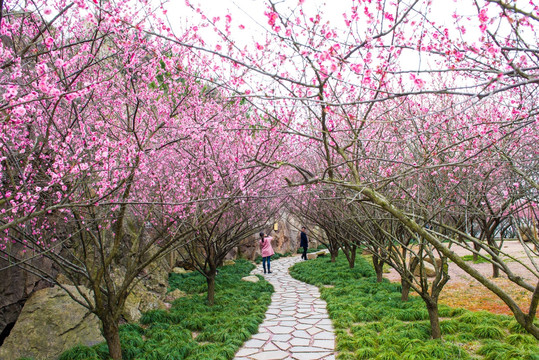 梅花 小路