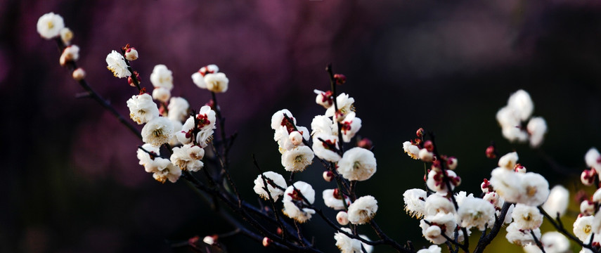 梅花图 梅花 花卉