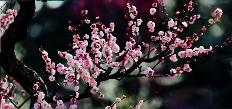 梅花图 梅花 花卉