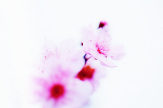 油畫(huà)梅花（未分層）