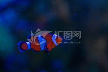 小丑魚