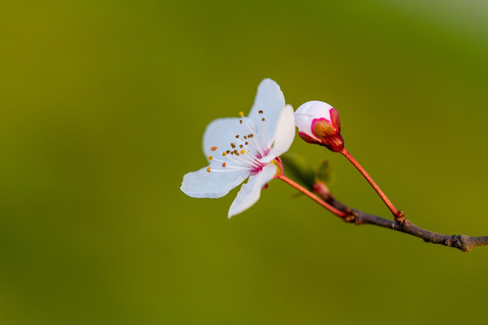 红叶李