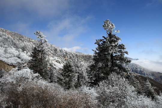 高山雾凇