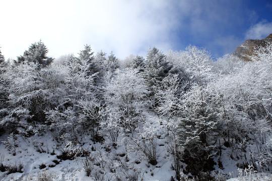 高山雾凇