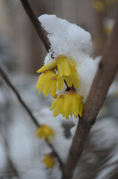 白雪黄梅