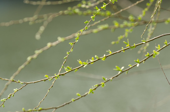 柳树新芽