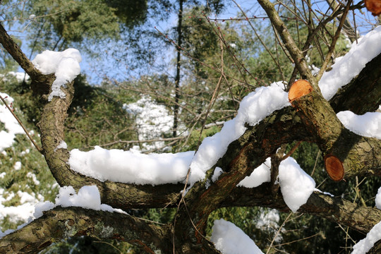 红梅树上的雪