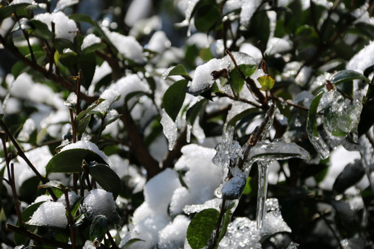 冰雪