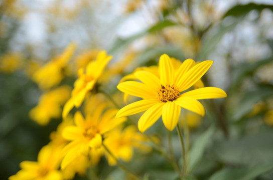 黄花