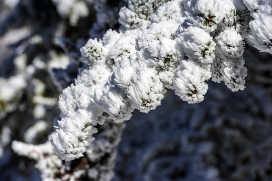 雾凇特写 昆明轿子雪山