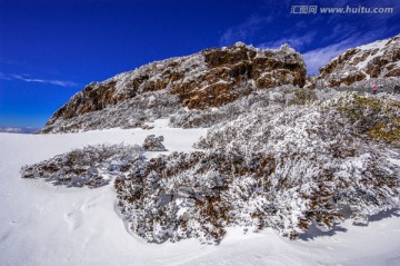 高山柏 昆明轿子雪山