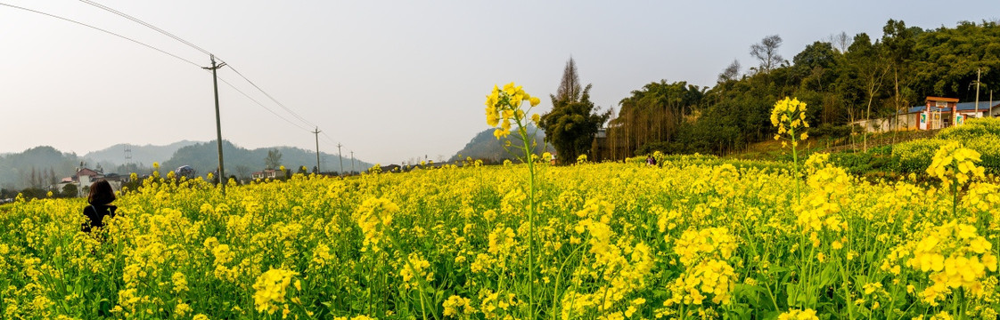 油菜花