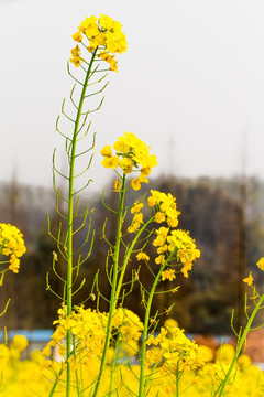 油菜花