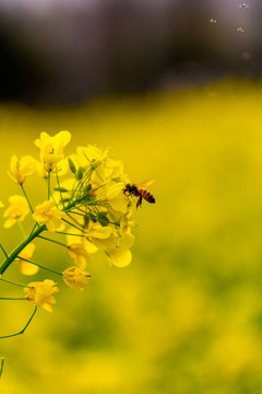 油菜花