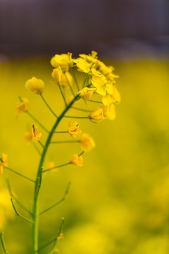 油菜花