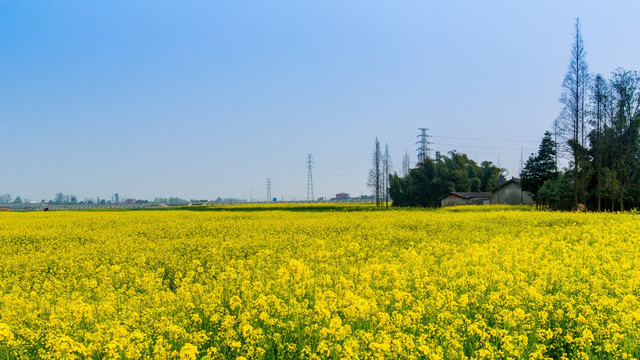 油菜花