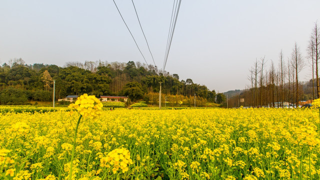 油菜花