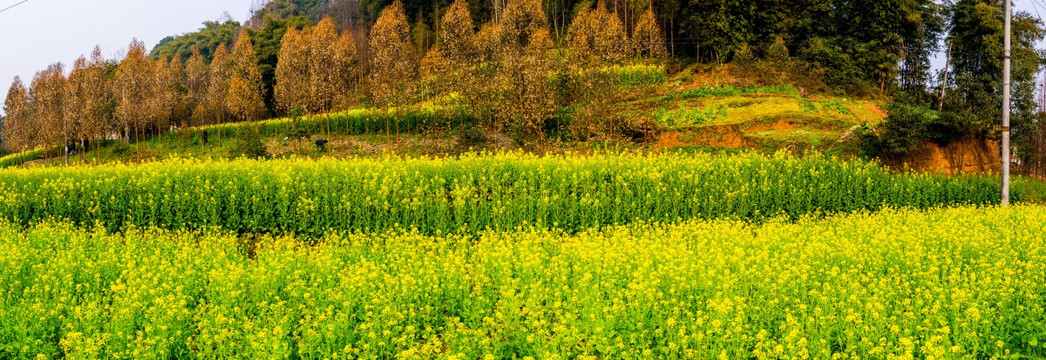 油菜花