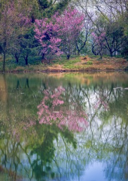 春色小景