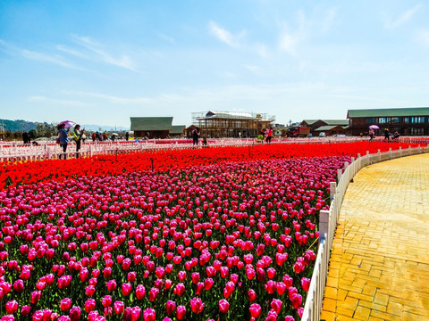 郁金香花田