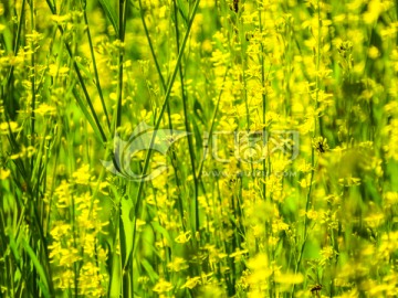 油菜花