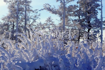 树枝雪景