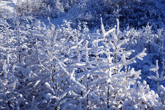 树枝雪景