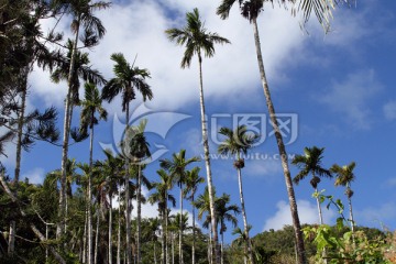 热带海岛上的树木