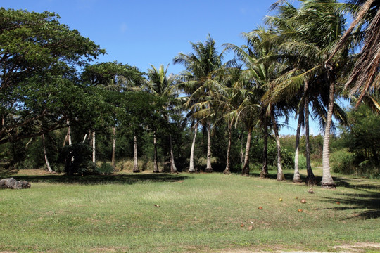 热带海岛椰树