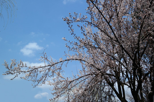 樱花树