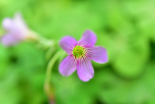 野花