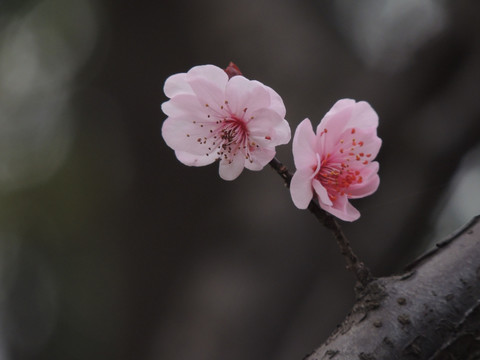 桃花