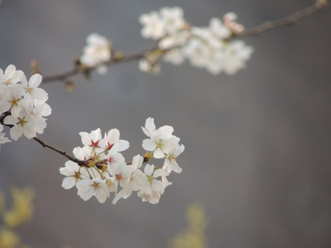 樱花