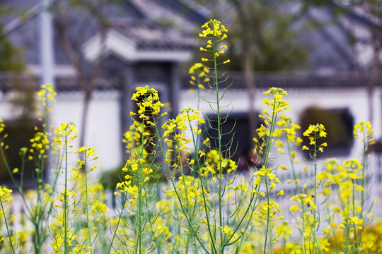 岭南民居的油菜花