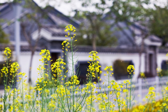 岭南民居的油菜花