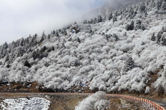 高山雾凇