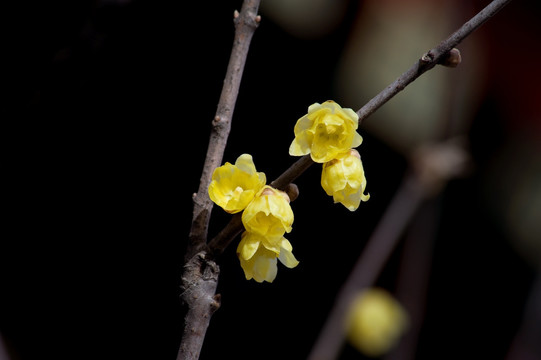 蜡梅