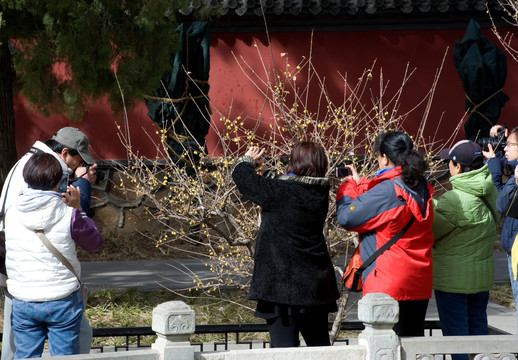 蜡梅 摄影 采风