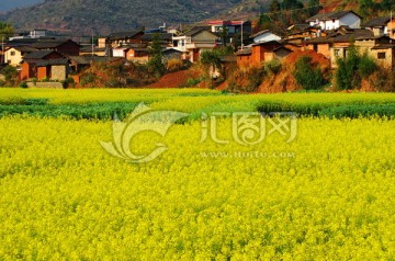 油菜花田