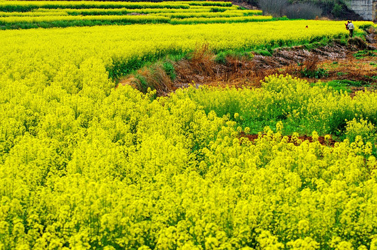 油菜花田野