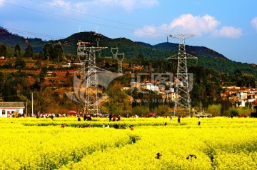 油菜花田野