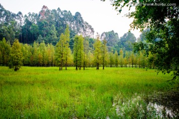 水杉林