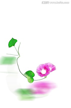 唯美的朝顏花
