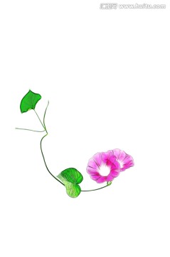 線繪喇叭花之美