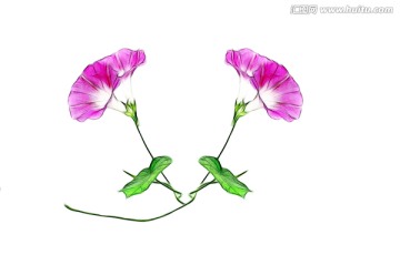 別樣朝顏花