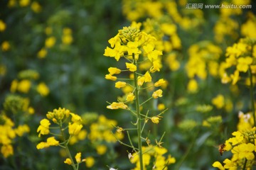 油菜花