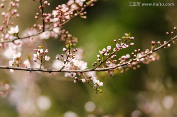 含苞欲放的李花